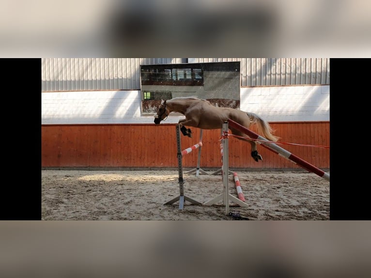 Más caballos de pura sangre Yegua 15 años 155 cm Palomino in Oststeinbek