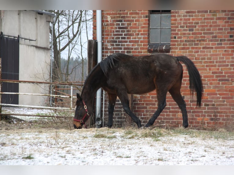 Más caballos de pura sangre Yegua 15 años 160 cm Castaño in Rothenburg/Oberlausitz