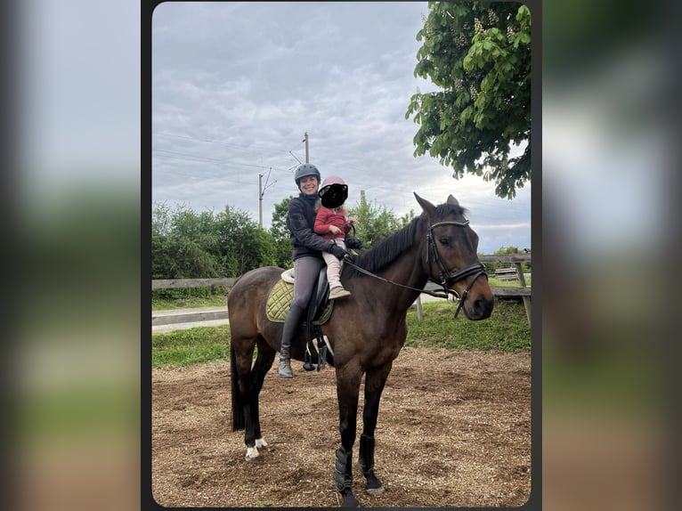 Más caballos de pura sangre Yegua 15 años 165 cm Castaño in Würzburg