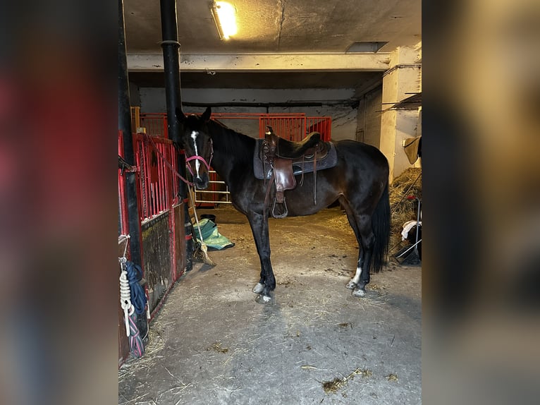 Más caballos de pura sangre Yegua 15 años 168 cm Castaño oscuro in Möhnesee