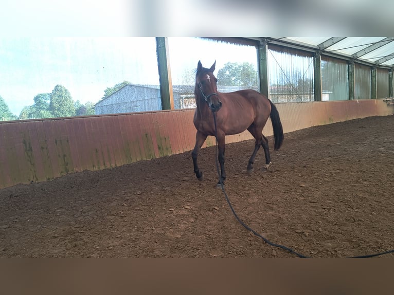 Más caballos de pura sangre Yegua 15 años 170 cm in Rahden