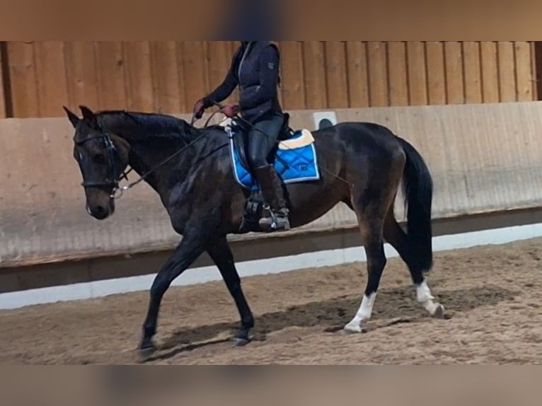 Más caballos de pura sangre Yegua 15 años in Fellbach