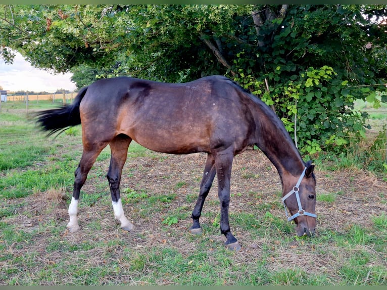 Más caballos de pura sangre Yegua 15 años in Fellbach