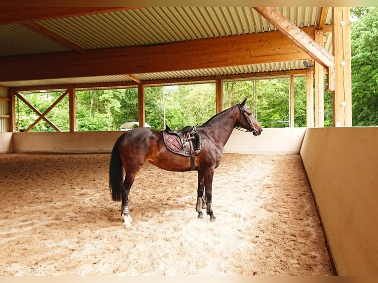 Más caballos de pura sangre Yegua 15 años in Fellbach