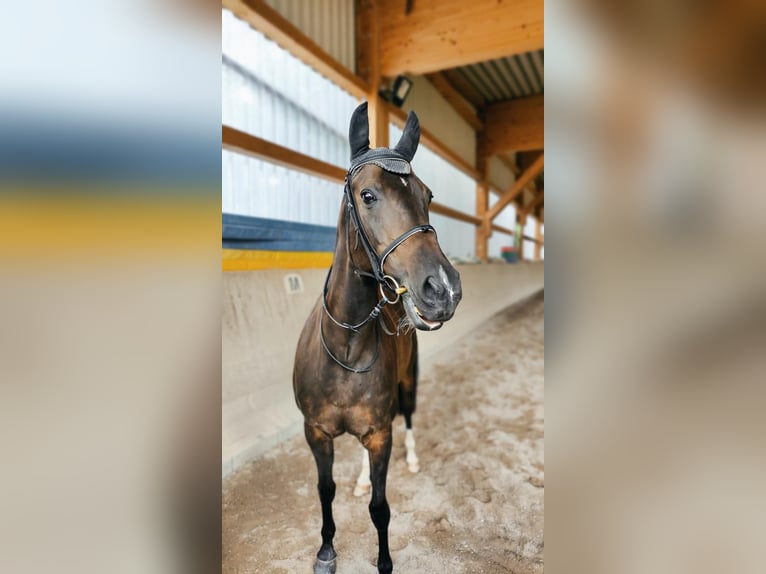 Más caballos de pura sangre Yegua 15 años in Fellbach