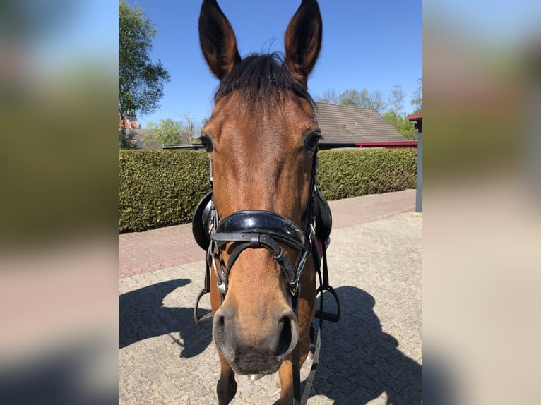 Más caballos de pura sangre Mestizo Yegua 16 años 156 cm Alazán in Papenburg