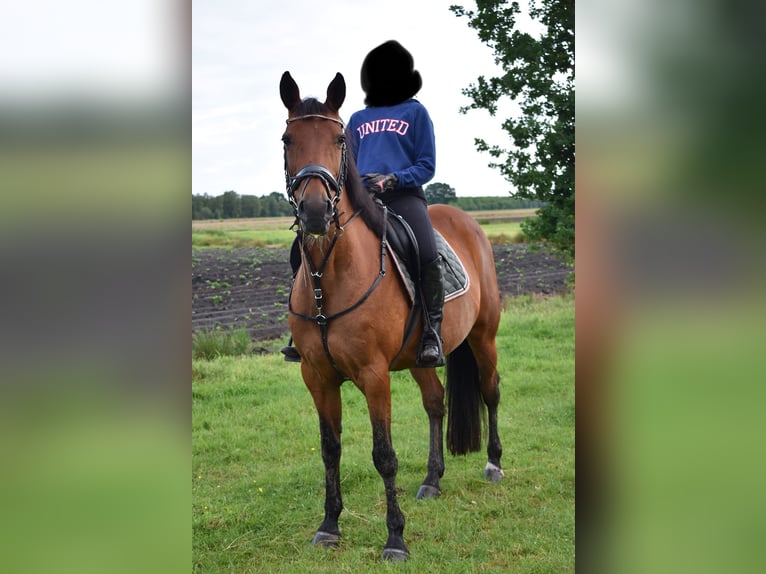 Más caballos de pura sangre Mestizo Yegua 16 años 156 cm Alazán in Papenburg