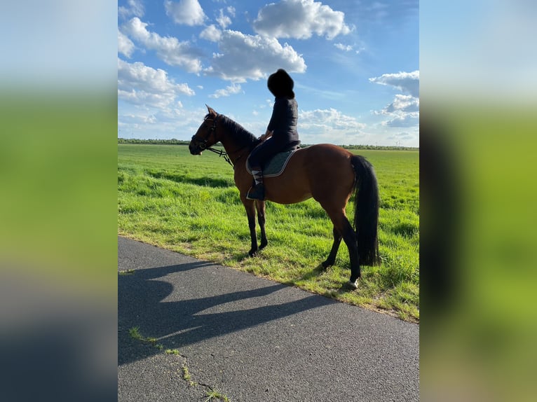 Más caballos de pura sangre Mestizo Yegua 16 años 156 cm Alazán in Papenburg