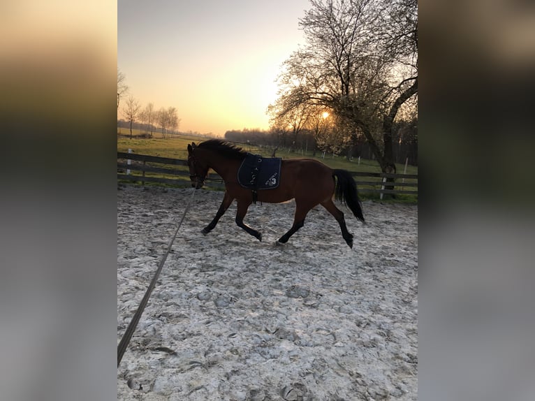 Más caballos de pura sangre Mestizo Yegua 16 años 156 cm Alazán in Papenburg