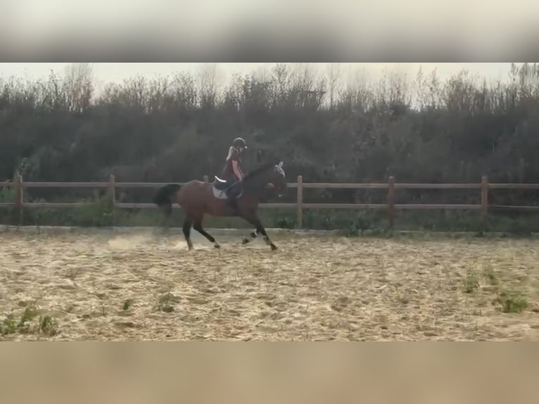 Más caballos de pura sangre Yegua 16 años 165 cm Castaño in Wegeleben