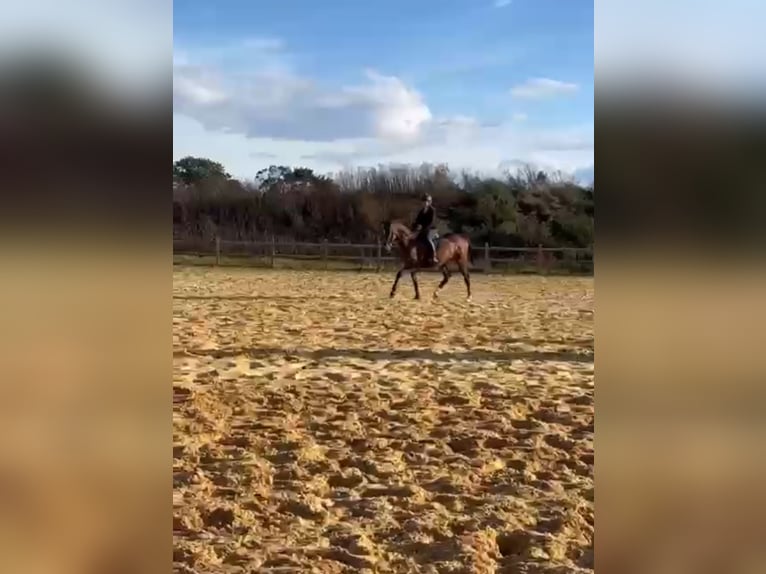 Más caballos de pura sangre Yegua 16 años 165 cm Castaño in Wegeleben