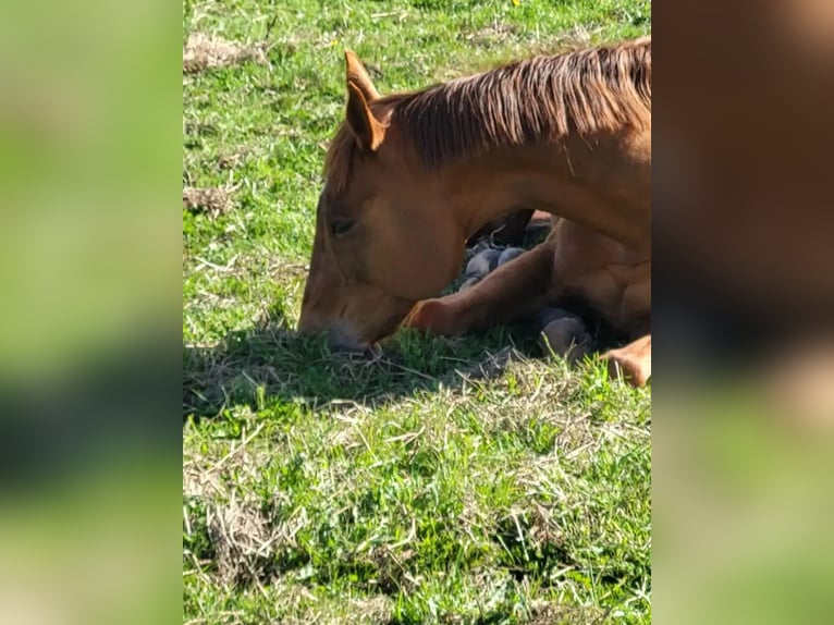 Más caballos de pura sangre Yegua 16 años 168 cm Alazán in Lassahn