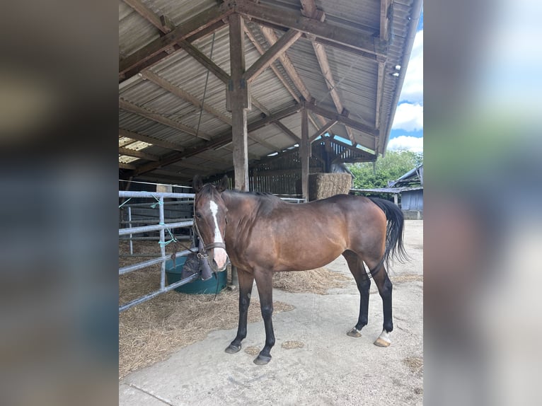 Más caballos de pura sangre Yegua 17 años 163 cm Castaño in Épreville-en-Lieuvin
