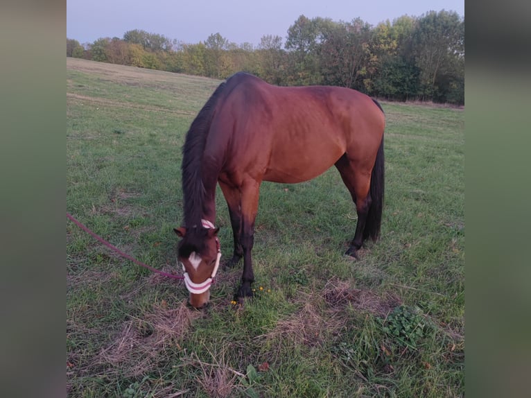 Más caballos de pura sangre Yegua 17 años 165 cm Castaño in Magdeburg