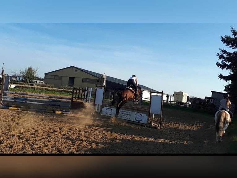 Más caballos de pura sangre Yegua 17 años 165 cm Castaño in Magdeburg