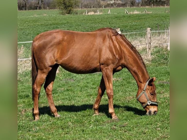 Más caballos de pura sangre Yegua 17 años 168 cm Alazán in Lassahn