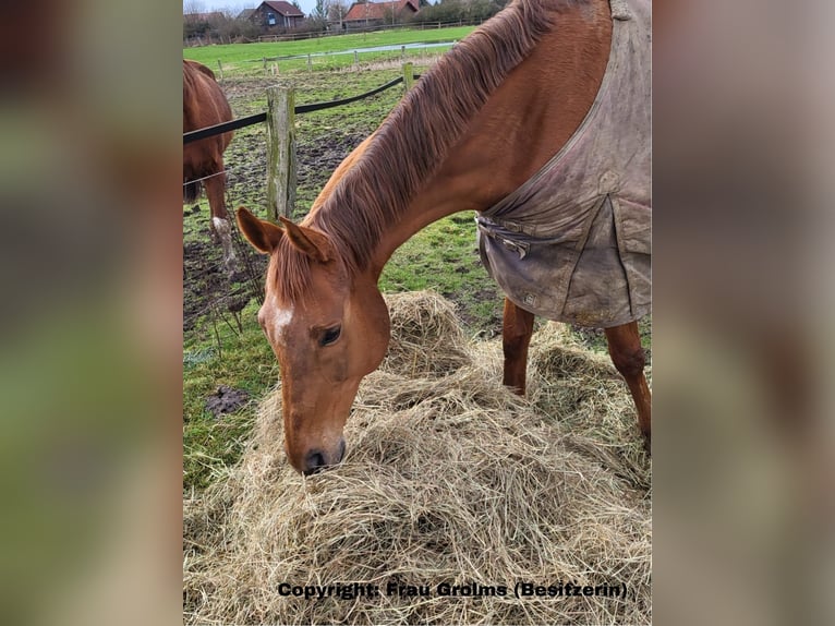 Más caballos de pura sangre Yegua 17 años 168 cm Alazán in Lassahn