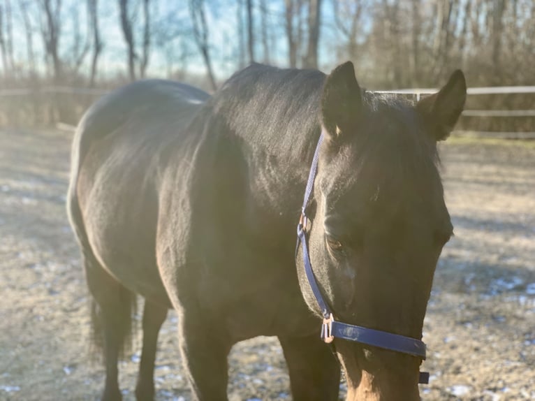 Más caballos de pura sangre Yegua 18 años 160 cm Castaño in Kollersdorf