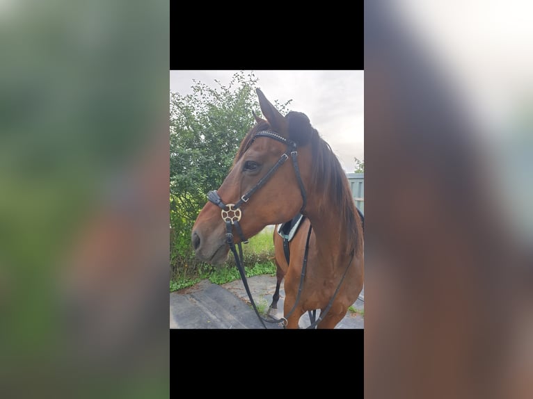 Más caballos de pura sangre Yegua 18 años Castaño in Dermbach