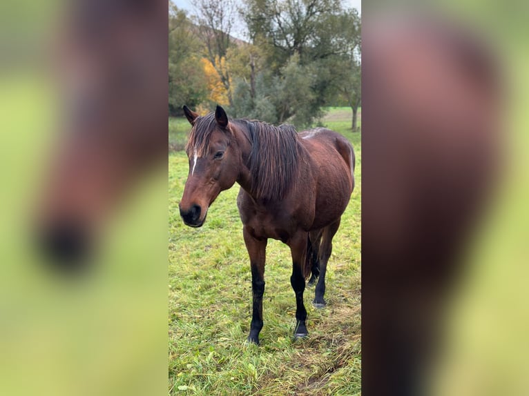 Más caballos de pura sangre Yegua 18 años Castaño in Dermbach