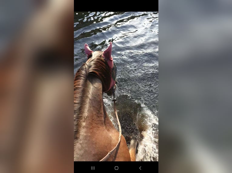 Más caballos de pura sangre Yegua 18 años Castaño in Dermbach