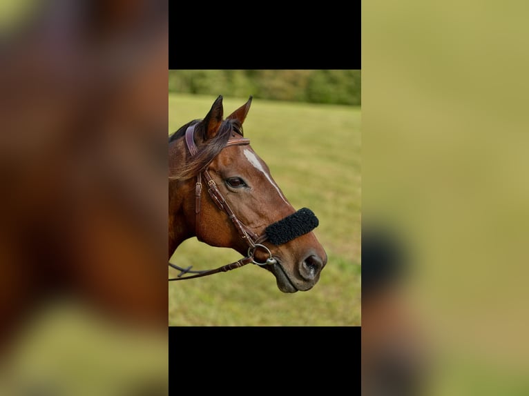 Más caballos de pura sangre Yegua 18 años Castaño in Dermbach