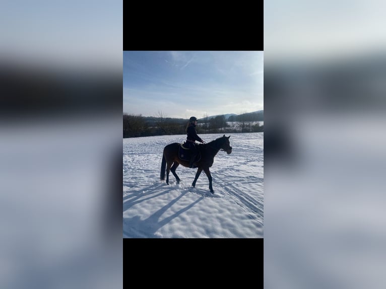 Más caballos de pura sangre Yegua 18 años Castaño in Dermbach