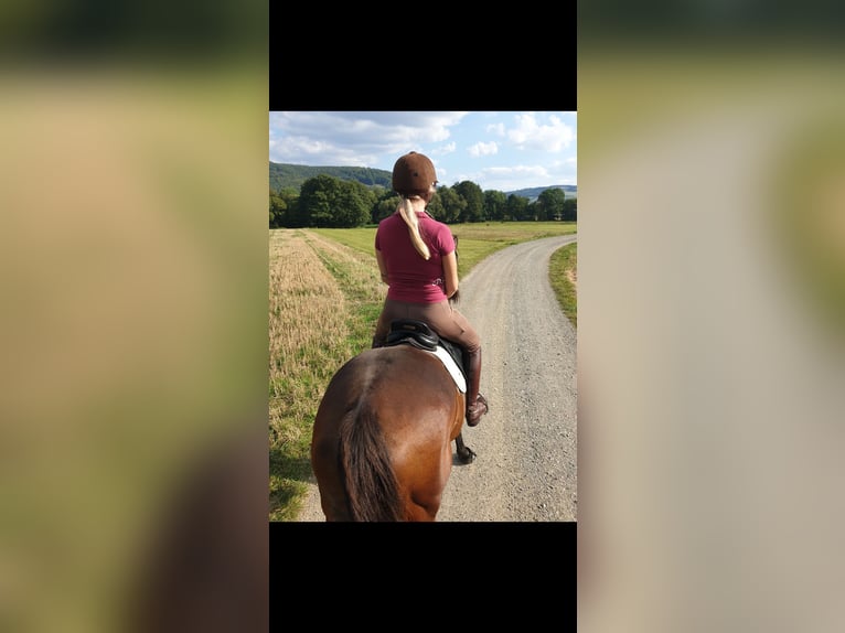 Más caballos de pura sangre Yegua 18 años Castaño in Dermbach