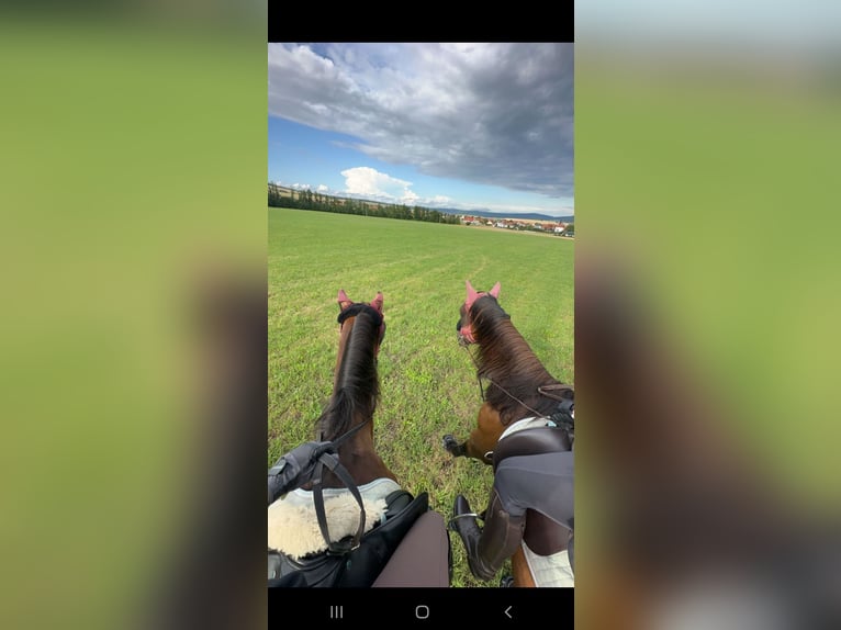 Más caballos de pura sangre Yegua 18 años Castaño in Dermbach