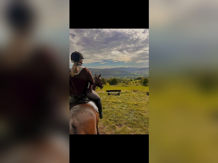 Más caballos de pura sangre Yegua 18 años Castaño in Dermbach