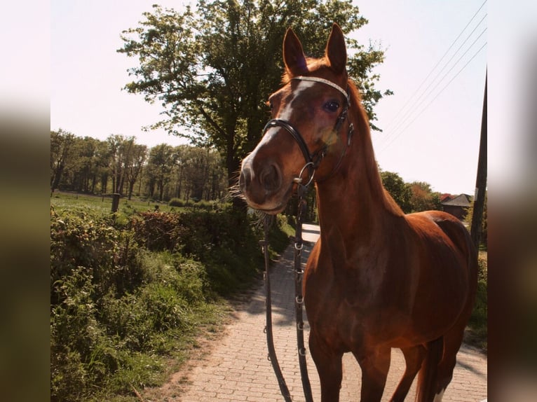 Más caballos de pura sangre Yegua 19 años 150 cm Alazán-tostado in Hamminkeln