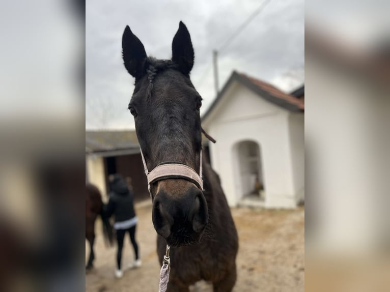 Más caballos de pura sangre Yegua 19 años 160 cm Castaño oscuro in Neuhofen an der Ybbs