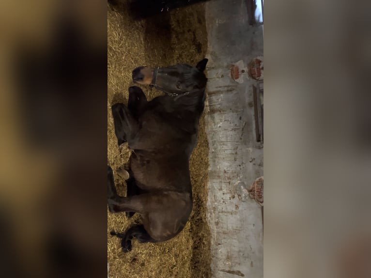 Más caballos de pura sangre Yegua 19 años 160 cm Castaño oscuro in Neuhofen an der Ybbs
