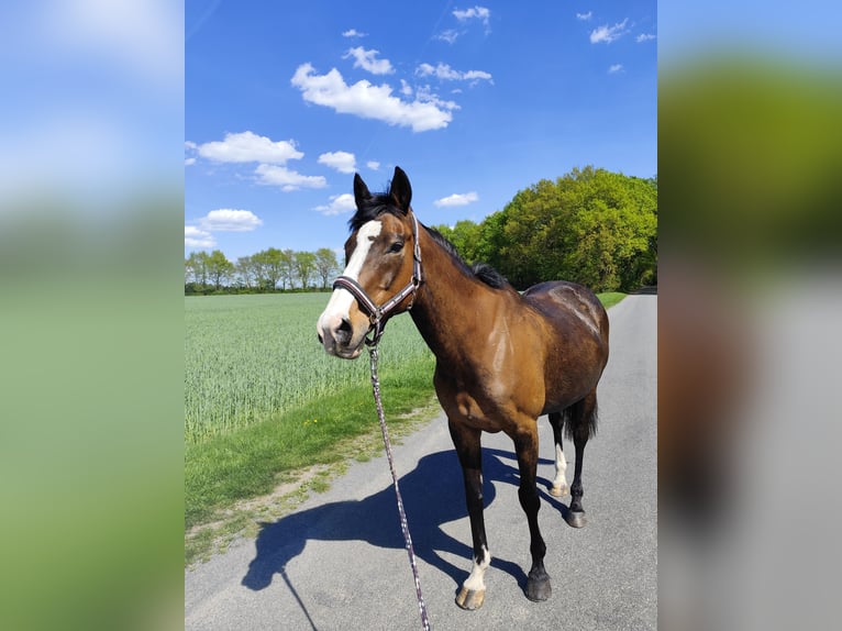Más caballos de pura sangre Yegua 19 años 164 cm Castaño oscuro in Neu Wulmstorf