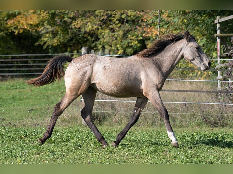 Más caballos de pura sangre Mestizo Yegua 1 año 148 cm Buckskin/Bayo in Stüsslingen