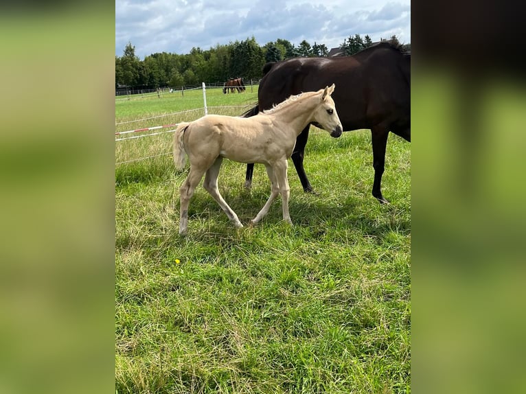 Más caballos de pura sangre Yegua 1 año 165 cm Palomino in Lingen