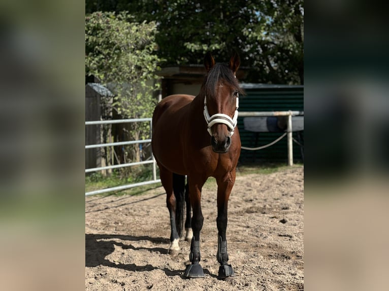Más caballos de pura sangre Mestizo Yegua 20 años 163 cm Castaño in Großbeeren