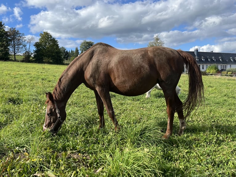 Más caballos de pura sangre Yegua 20 años Alazán in Elterlein