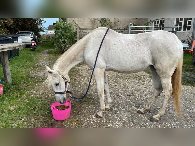 Más caballos de pura sangre Yegua 25 años 155 cm in Koblenz