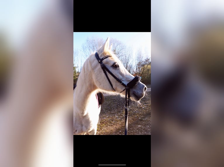 Más caballos de pura sangre Yegua 26 años 155 cm in Koblenz