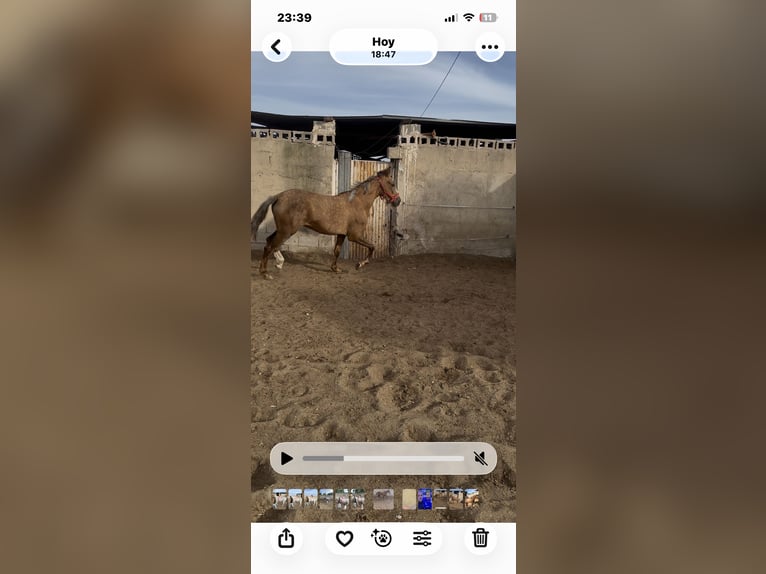 Más caballos de pura sangre Mestizo Yegua 2 años 160 cm Champán in Parque Industrial De Elche (Poligono Industrial)