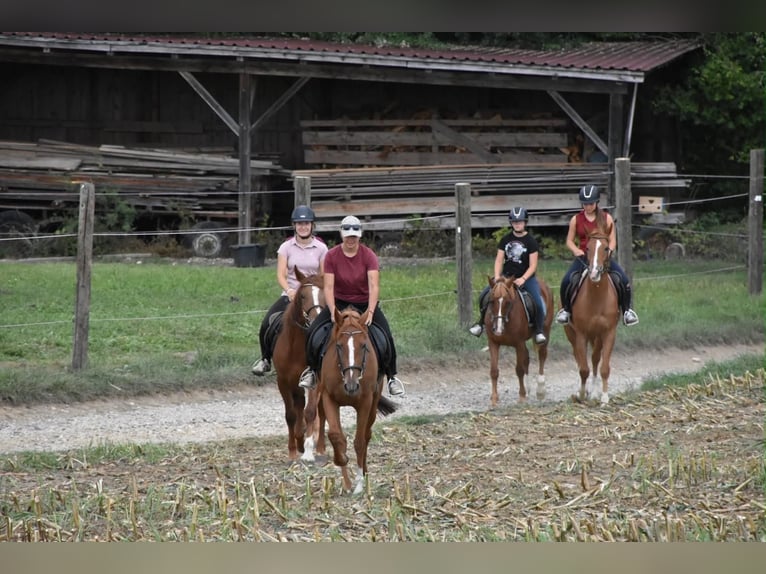 Más caballos de pura sangre Yegua 4 años 158 cm Alazán in Arnstorf