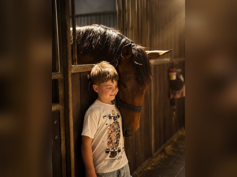 Más caballos de pura sangre Yegua 4 años 160 cm Castaño in Schmelz
