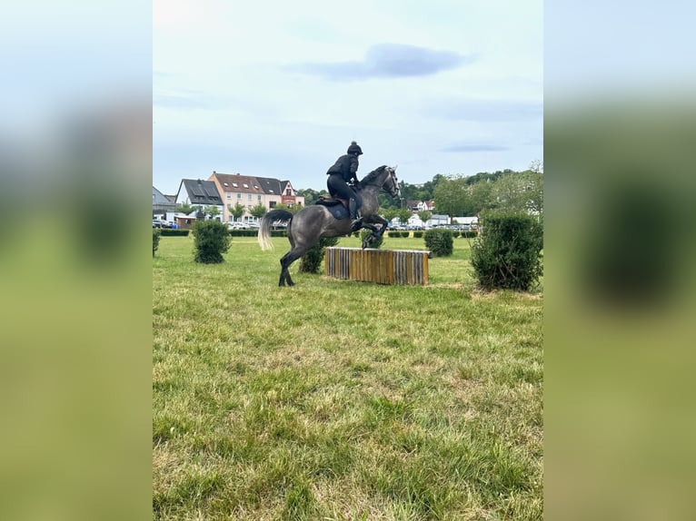 Más caballos de pura sangre Yegua 4 años 163 cm Tordo in Zweibr&#xFC;ckenZweibr&#xFC;cken