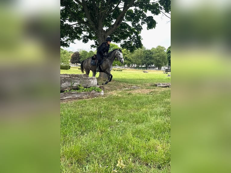 Más caballos de pura sangre Yegua 4 años 163 cm Tordo in Zweibr&#xFC;ckenZweibr&#xFC;cken