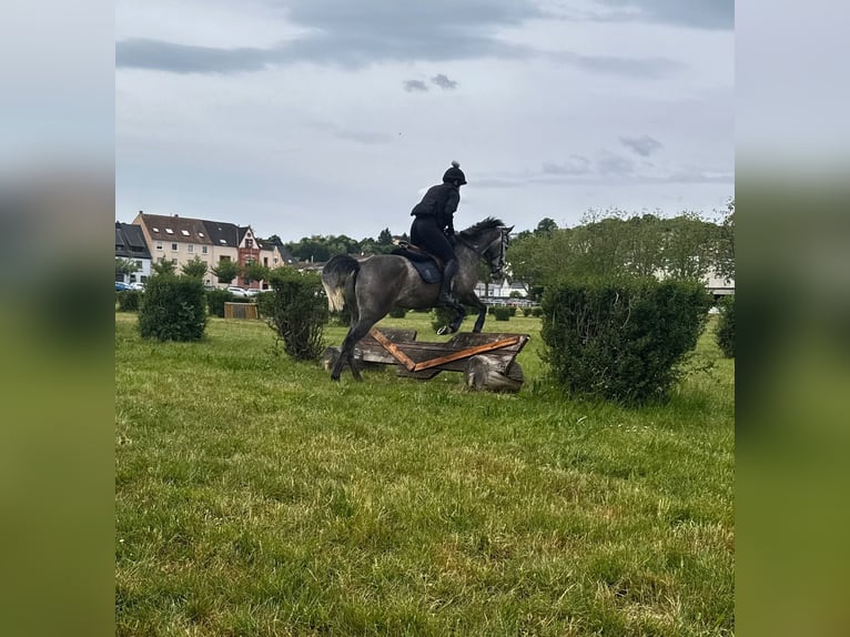 Más caballos de pura sangre Yegua 4 años 163 cm Tordo in Zweibr&#xFC;ckenZweibr&#xFC;cken