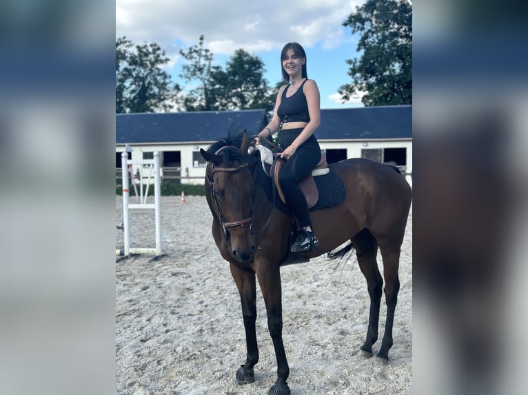 Más caballos de pura sangre Yegua 4 años 164 cm Castaño in Chaumont en vexin