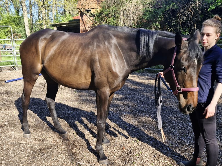 Más caballos de pura sangre Yegua 4 años 165 cm Castaño in Sulingen