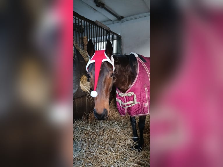 Más caballos de pura sangre Yegua 5 años 143 cm Castaño oscuro in Rommerskirchen