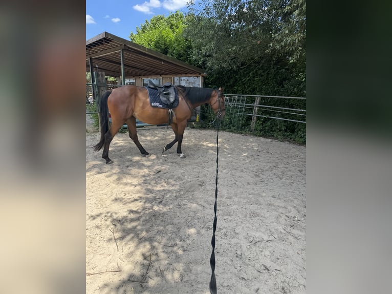 Más caballos de pura sangre Yegua 5 años 162 cm Castaño in Bochum